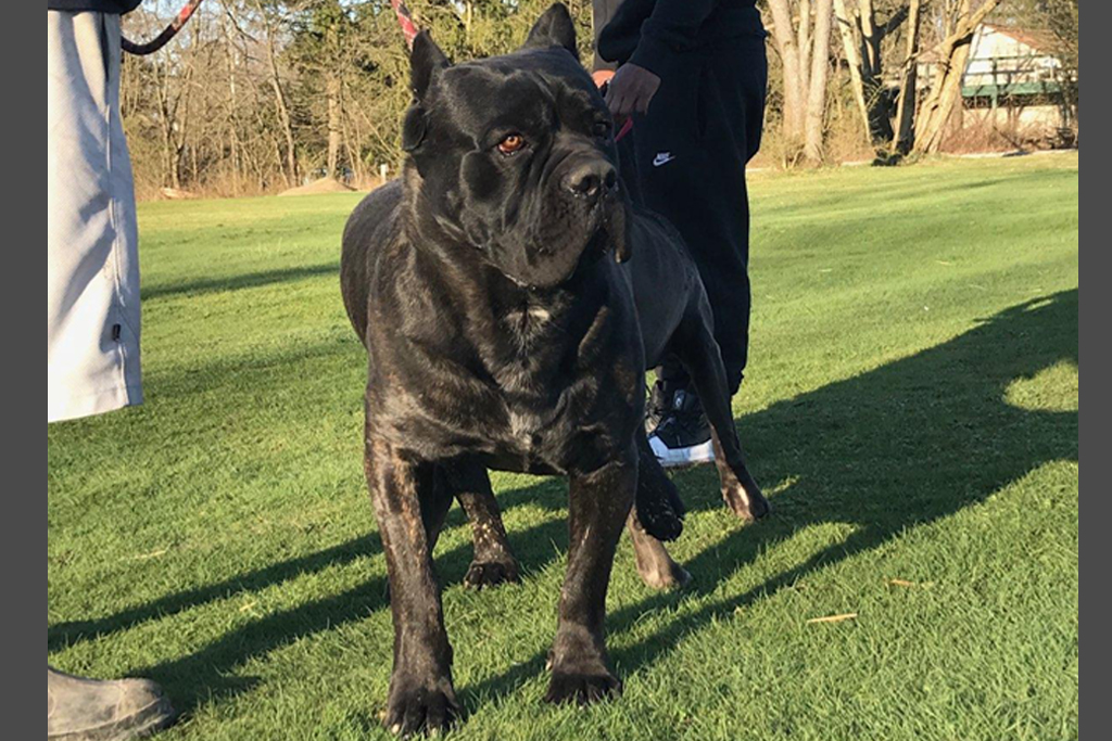 Expectant Litter Ohio Cane Corsos